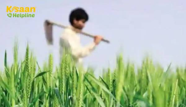 मध्य प्रदेश में किसान बीमा योजना के तहत 13 जिलों में किसानों को मिले औसतन 13,760 रुपये